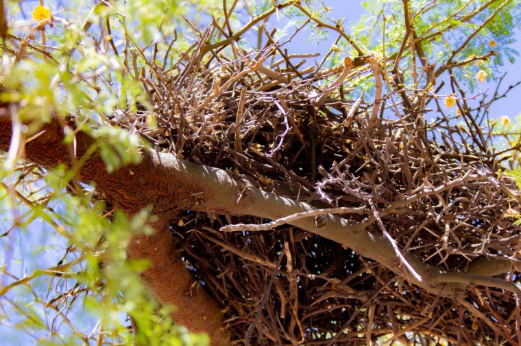 Ecosistema del Parque Mitre