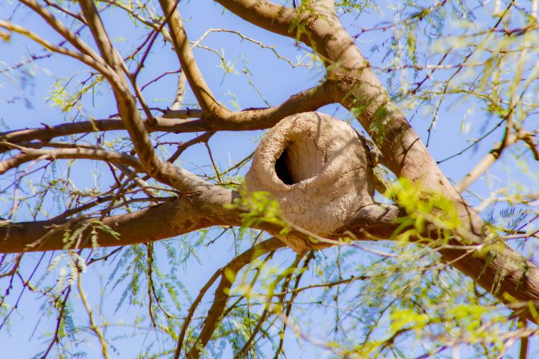 Ecosistema del Parque Mitre